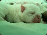 Cuccioli Bulldog della Scala (13)