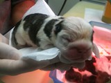 Cuccioli Bulldog della Scala (2)