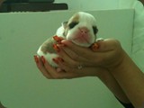 Cuccioli Bulldog della Scala (20)