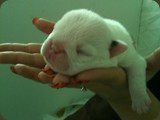 Cuccioli Bulldog della Scala (22)