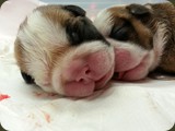 Cuccioli Bulldog della Scala (29)