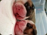 Cuccioli Bulldog della Scala (31)