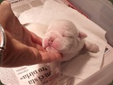 Cuccioli Bulldog della Scala (45)