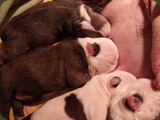 Cuccioli Bulldog della Scala (54)