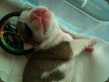 Cuccioli Bulldog della Scala (7)