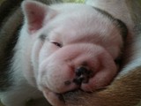 Cuccioli Bulldog della Scala (70)