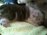 Cuccioli Bulldog della Scala (71)