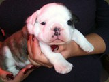 Cuccioli Bulldog della Scala (74)