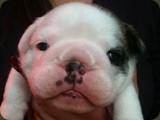 Cuccioli Bulldog della Scala (75)