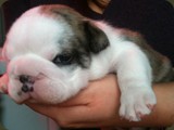 Cuccioli Bulldog della Scala (76)