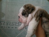 Cuccioli Bulldog della Scala (77)