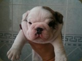 Cuccioli Bulldog della Scala (78)