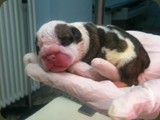 Cuccioli Bulldog della Scala (79)