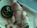 Cuccioli Bulldog della Scala (8)