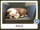 bulldog inglese foto soggetti adulti