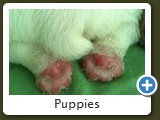 bulldog inglese foto cuccioli appena nati